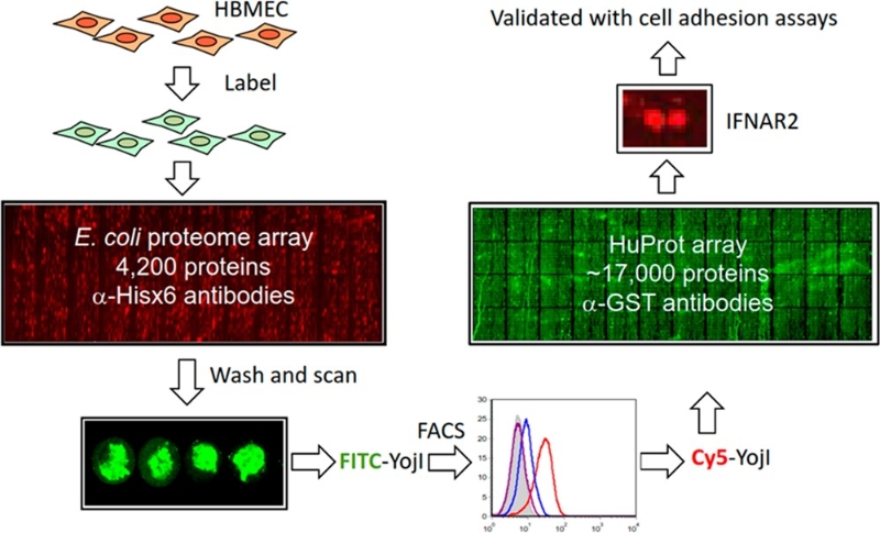 bfDI_1660269072277026079.jpg 1.jpg